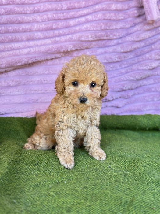 Девочка той пудель