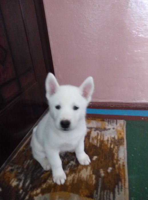 Хаскі Husky Хаски Злучка В'язка Кобель шукає пару