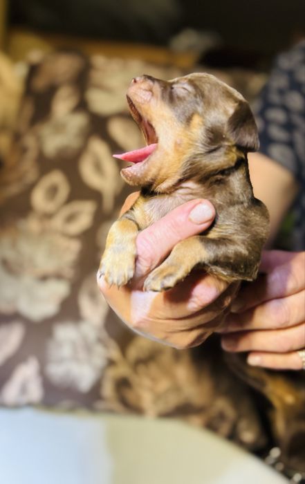 Цуцики той-терʼєр