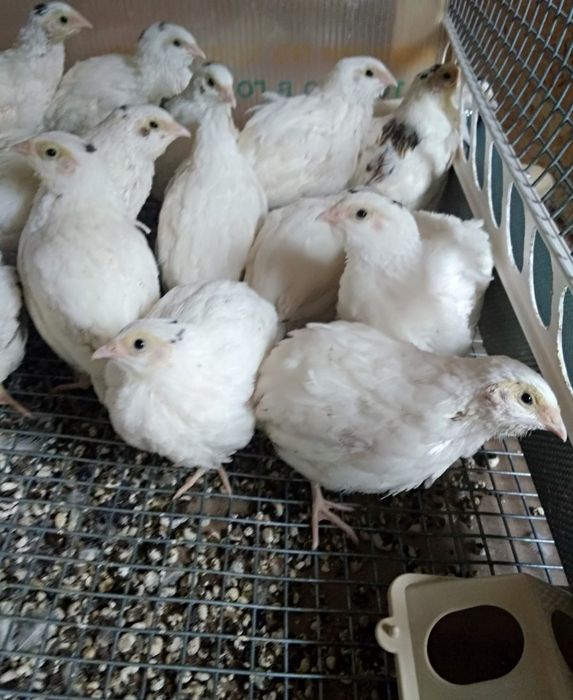 Інкубаційне яйцо Техас, Фараон , Смокінгові, Фенікс