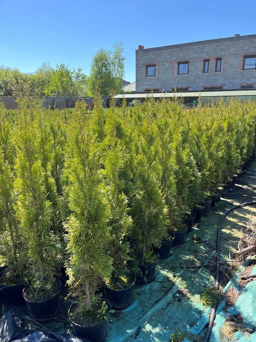 Tuja thuja szmaragd, smaragd w doniczce 50-90 cm