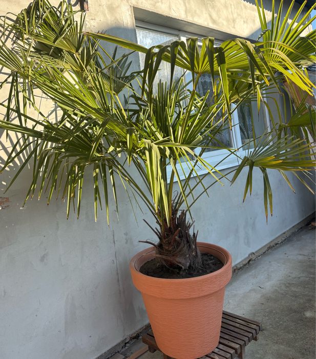 Вазон, пальма велика