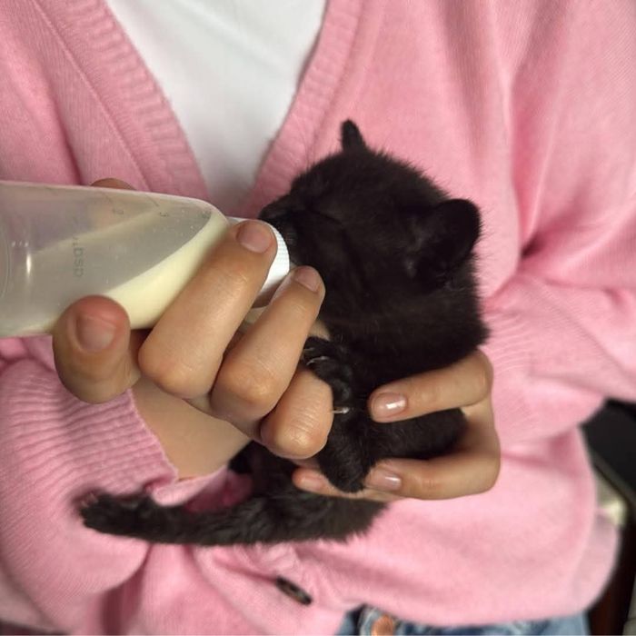 Kocie dziecko do adopcji