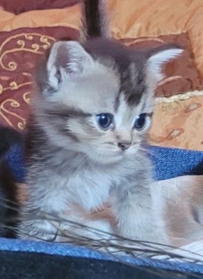 Скотиш страйт в шиншиловом окрасе