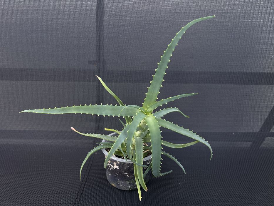 Na sprzedaż: Wyjątkowy, zdrowy Aloes