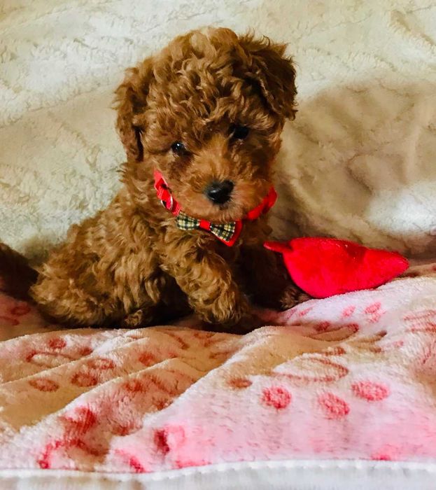 Pudel toy red  suczka