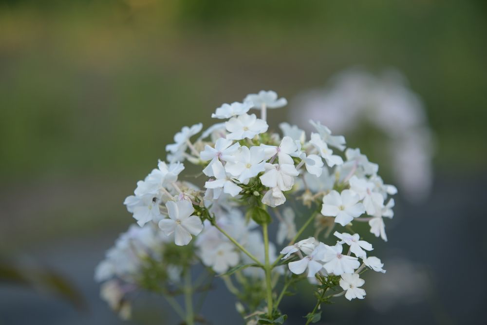 Sigma APO DG 70-200 1:2.8 II Macro HSM