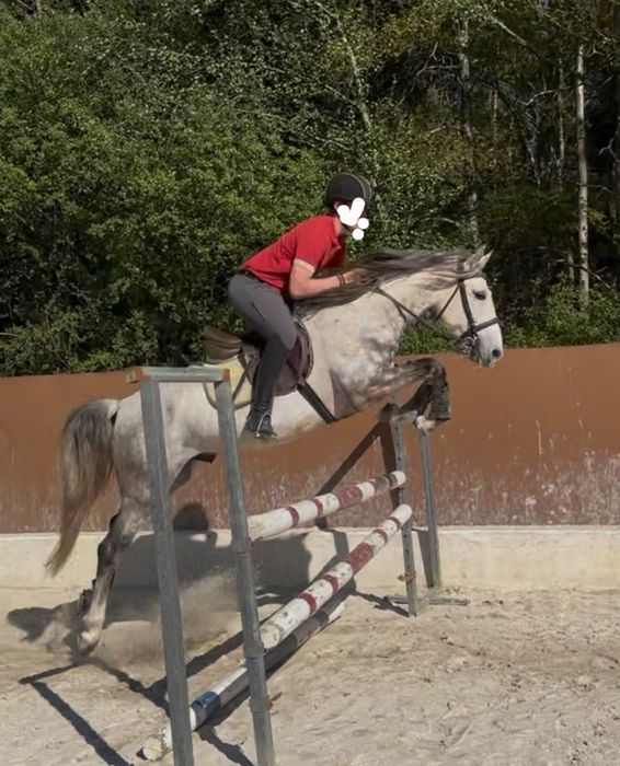 Cavalo PSL, com 5 anos