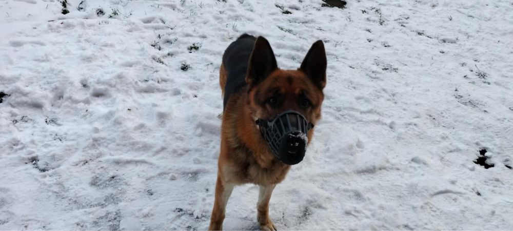 Owczarek Niemiecki znaleziony w Przyborowie -Gmina Wińsko .