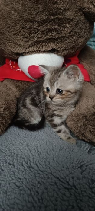 Шикарная девочка черный мрамор