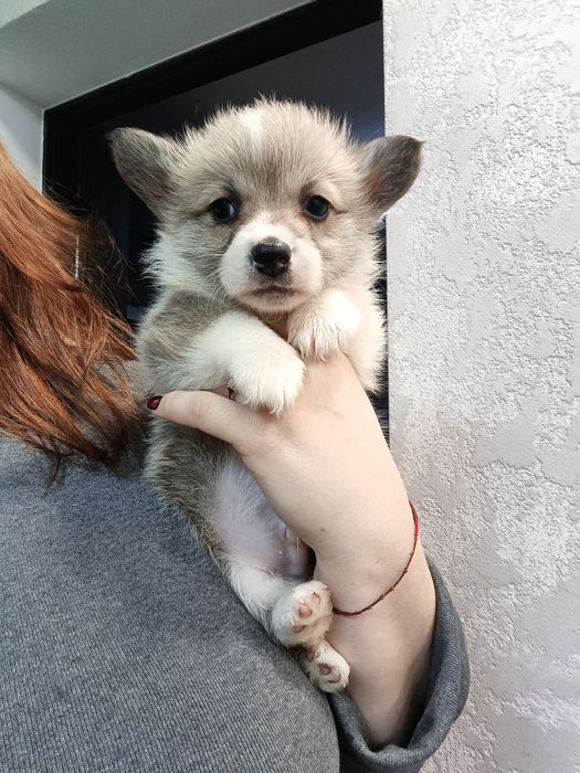 Милі цуценята коргі під Новий рік і Різдво.