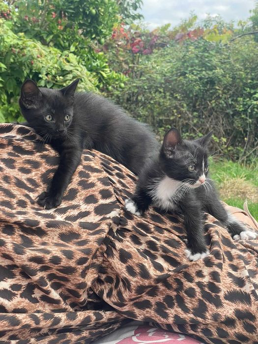 Gatinhas para adoção!