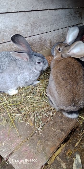 Бельгійці, Фландри,3м, Вінницька обл, Він-й, р-н