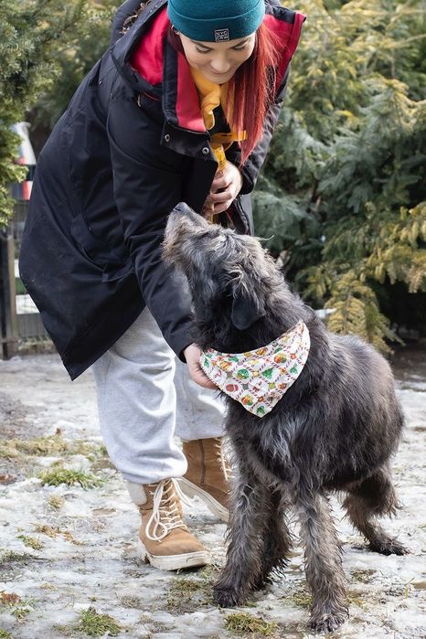 Piesek okolo 7lat