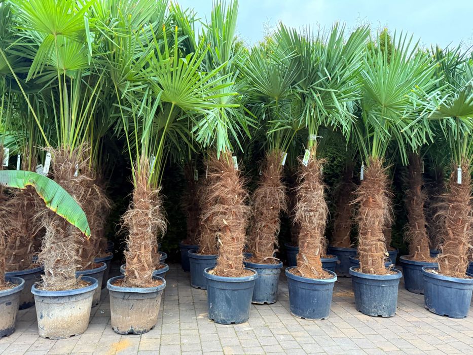 Trachycarpus fortunei palma mrozoodporna duża do ogrodu taras egzotyczna