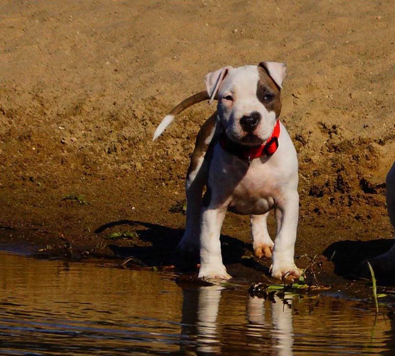 Szczeniak Amstaff, z rodowodem.  Błękitno pręgowany.