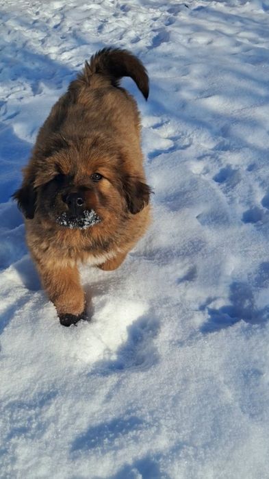 Тібетський мастиф