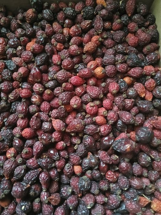 шиповник 2025.  шипшина