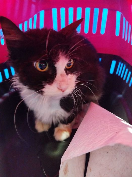 Gato para adoção responsável