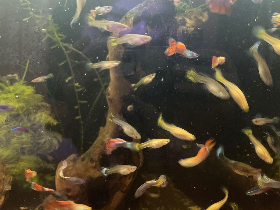 Sprzedam gupiki - różne kolory