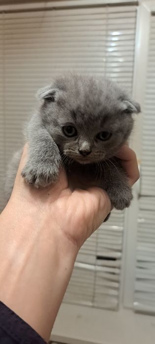 Шотландські кошенята