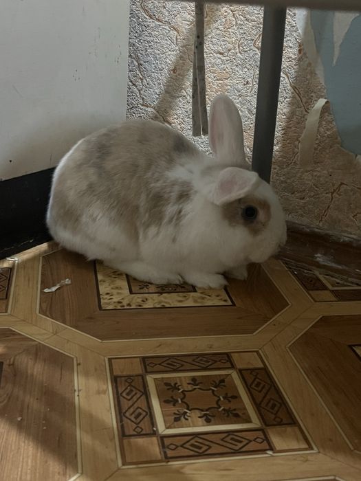 Декоративний кролик