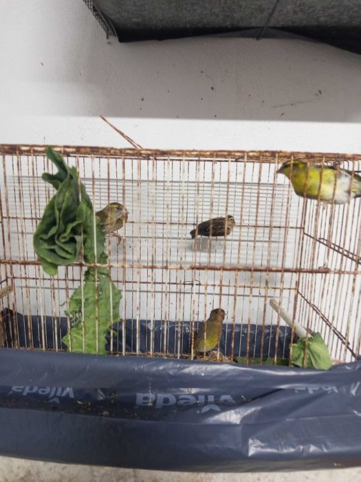 Pássaros para venda