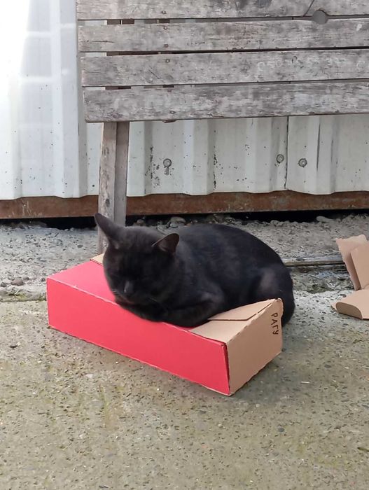Віддам кота в добрі руки