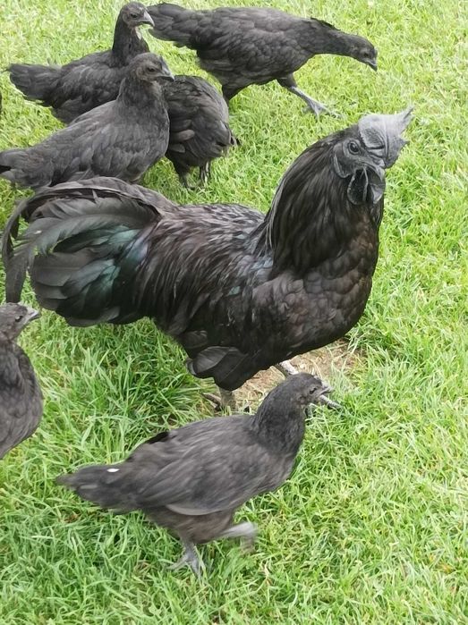 para kur  Ayam Cemani