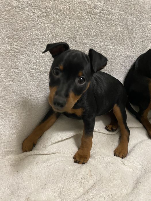 Щенки цвергпинчера