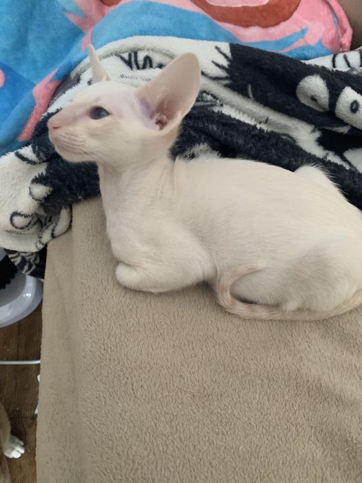 Ориентальный мальчик