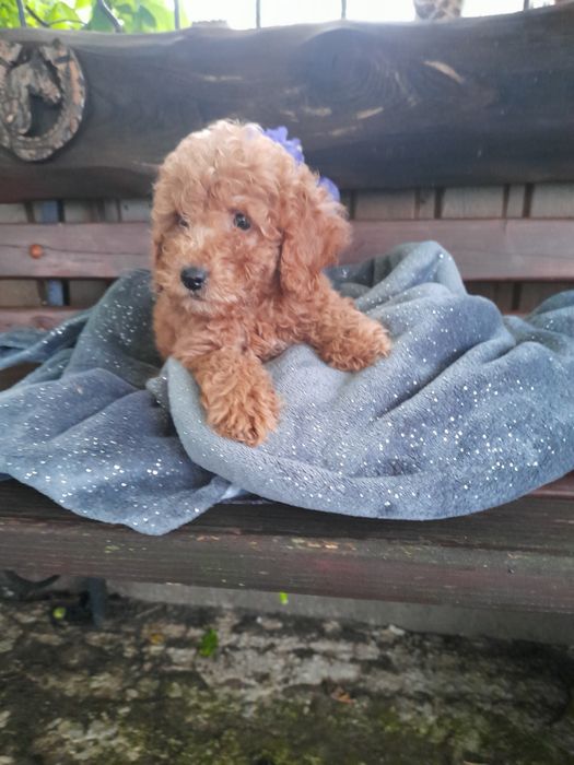 Привабливі цуцики той -пудель.