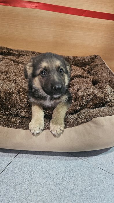 Pastor Alemão macho