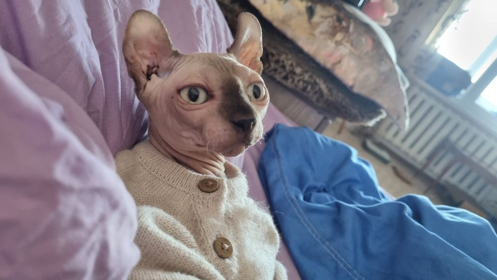 Котята двельф с изумрудными глазамими