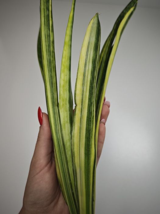 Sansevieria Javanica var