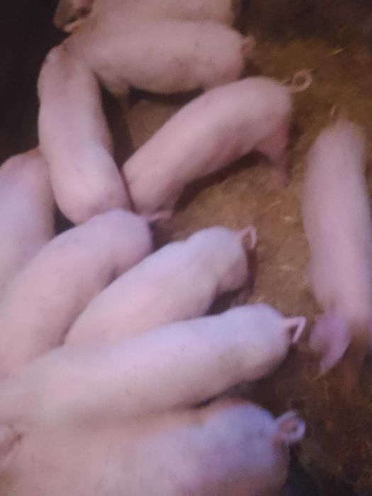 Sprzedam prosięta świnki prosiaczki tuczniki