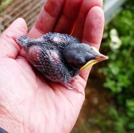 Casal reprodutor de Lamprotornis chalybeaus
