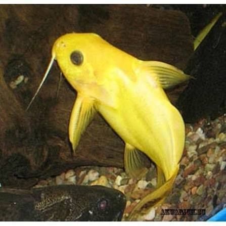 Продаж акваріумної риби