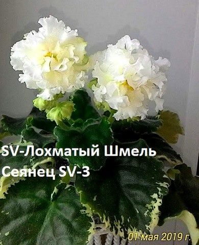 Фіалки сортові. Ціни від 15 грн