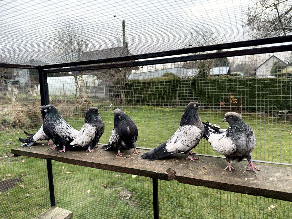 Gołębie Kirowogradzkie