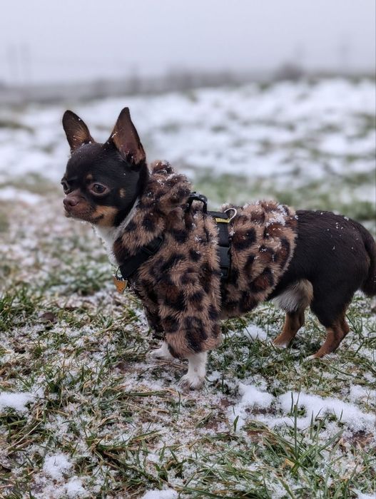 Горошок шукає дружину