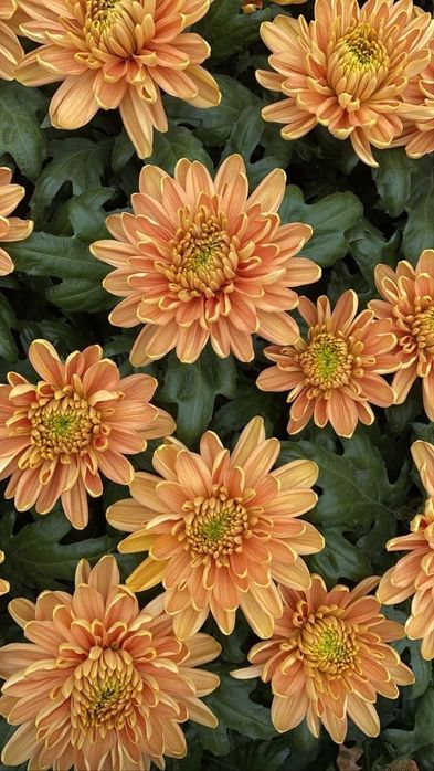 Високорослі хризантеми.