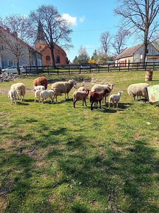 Owce po wykotach