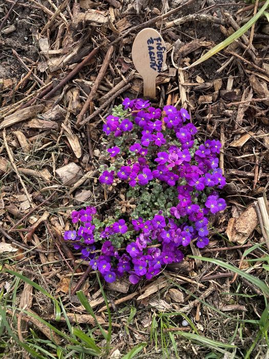 Miodunki,Byliny wieloletnie i inne