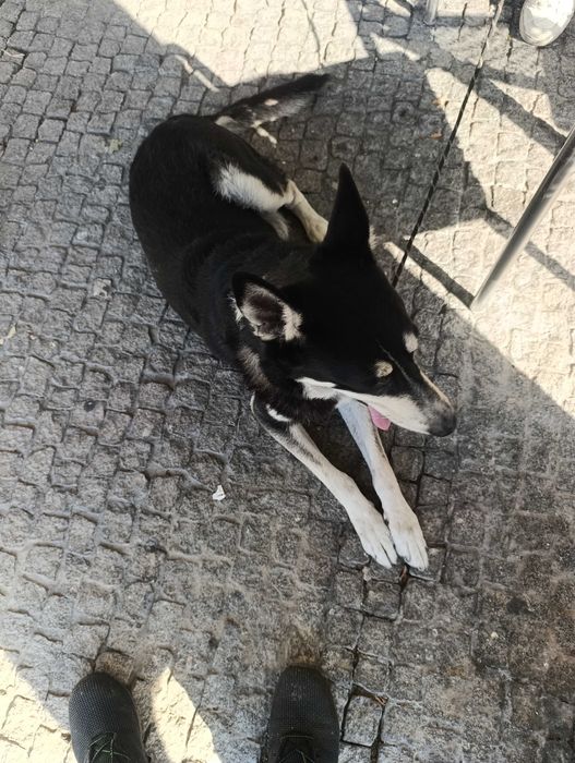 Urgente procuro novo lar para o meu amigo loki urgente