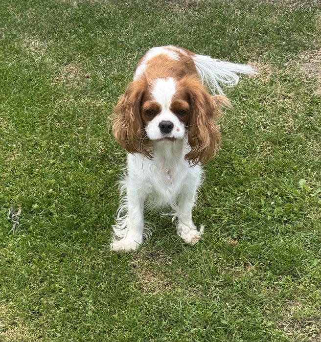 Cavalier King Charls Spaniel - Suka