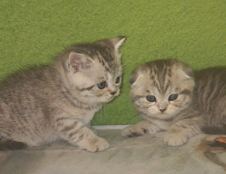 Висловухі і прямовухі кошенята