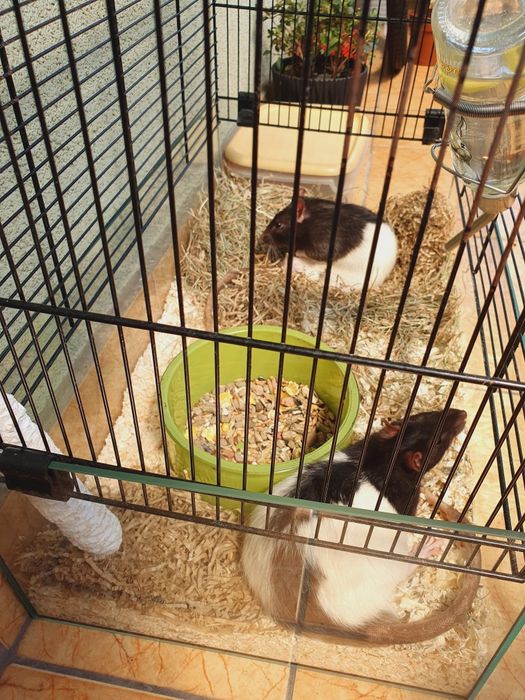 Szczurki do oddania za darmo