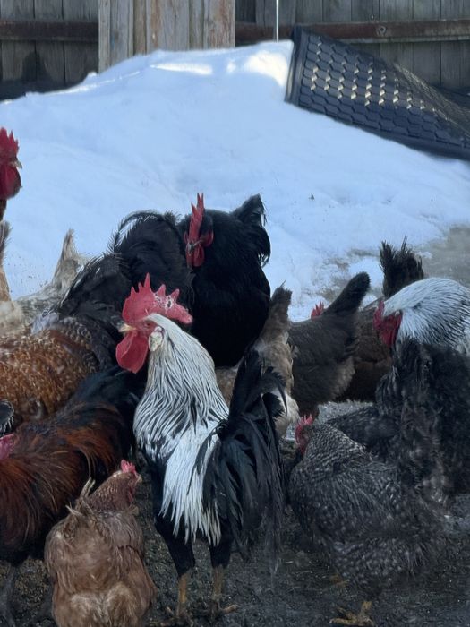 Інкубаційне яйце мішаних домашніх курей