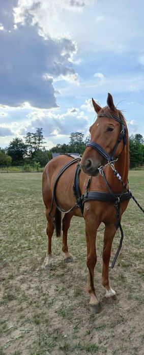 Sprzedam wałacha małopolskiego